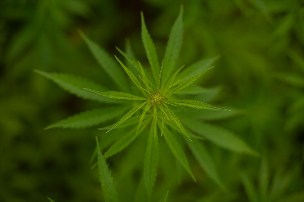 hemp plant photo from above