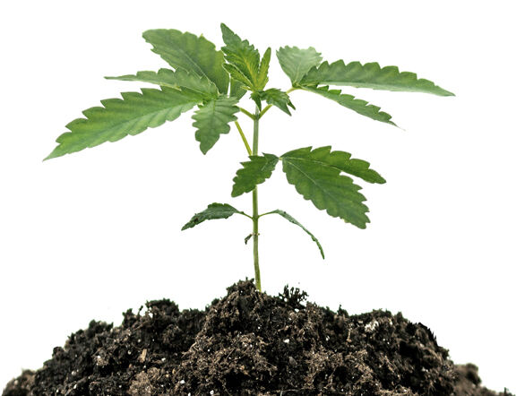 Hemp Plant