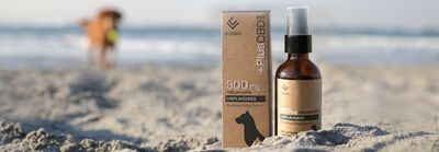 CBD for Dogs