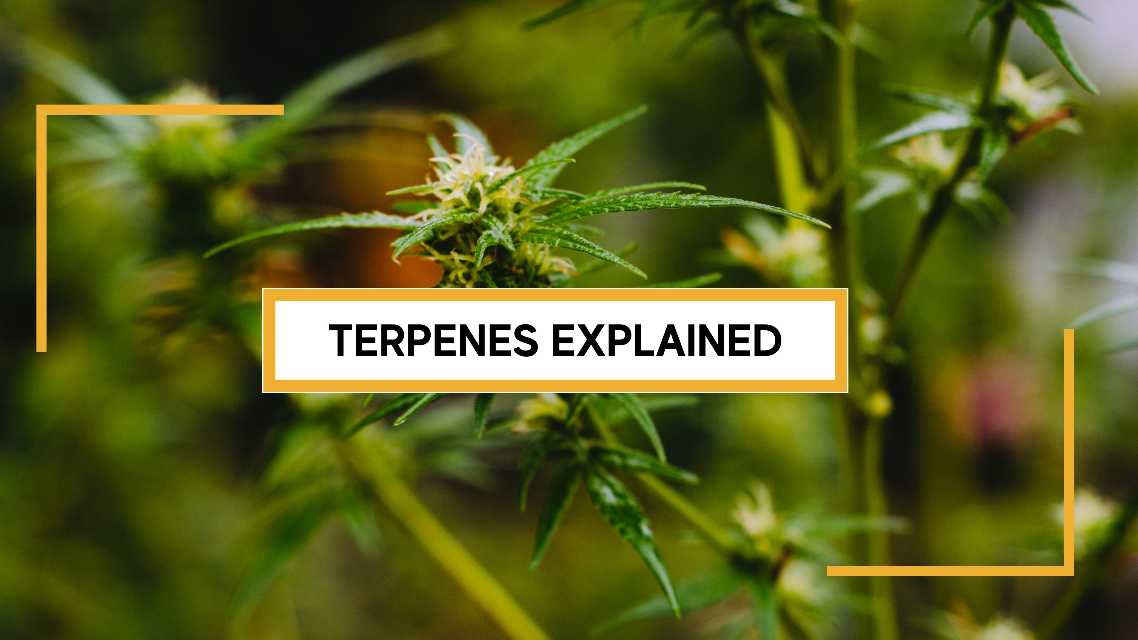 Terpenes Cannabis Plant